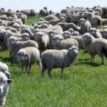 Казахстан может остаться без племенных овец