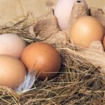 Двукратно увеличится норматив субсидий на производство яйца – МСХ РК