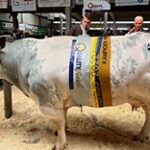 Эмбрионы бело-голубой породы коров планируют поставлять из Бельгии в РК