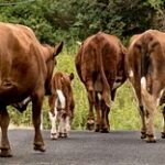 Более 300 жителей СКО наказали за вольный выпас скота