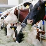 Как коровы могут спасти костанайских овощеводов от разорения