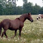Причиной гибели и болезни лошадей в Атырауской области являются паразитарные болезни – МСХ РК