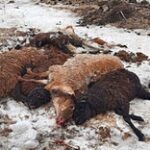 «Недостоин должности»: Фермеры пришли к акиму после падежа скота в Атырауской области