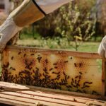 Восточноказахстанские пчеловоды объединяются в кооперативы