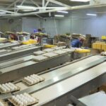 Объёмы производства яиц снизят в Акмолинской области