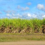 Аксуский завод будет перерабатывать сахарный тростник