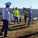 Светоотражающие ленточки будут носить лошади и коровы в Актюбинской области
