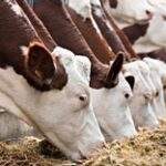 Одиннадцать молочно-товарных ферм строят в СКО