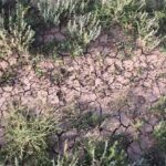 Урожай в Атырауской области может погибнуть под гусеницами
