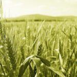 Запрет на сев зерновых ввели в регионах Павлодарской области во избежание нотификации из стран-импортёров