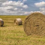 8 тысяч за рулон сена: сельчане вынуждены пускать скот на мясо