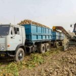Почему Жетысу не может спасти Казахстан от сахарного кризиса
