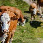 Беспризорный скот уничтожает посевы костанайских аграриев