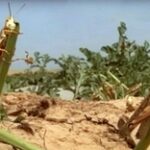 Итальянская саранча угрожает посевам в Актюбинской области