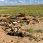 70 коров погибли от неизвестной болезни в Улытауской области