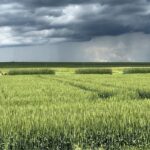 Около среднемноголетних значений ожидается урожайность в северной половине Казахстана