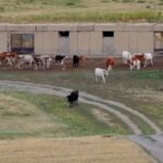 Шкурный вопрос: жители ВКО обвиняют золотодобывающую компанию в гибели скота