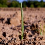 Фермеры могут столкнуться с дефицитом поливной воды в Атырауской области