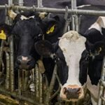 68 современных молочно-товарных ферм открыто по стране