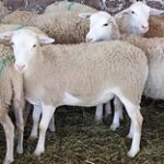 Завезти 20 тыс. голов племенных овец рассчитывают в СКО
