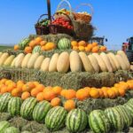 В Жамбылской области провели традиционный День поля