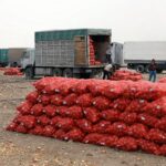 Урожайность лука в Жамбылской области – до 70 тонн с гектара