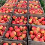 Алматинские яблоки будут поставлять на экспорт