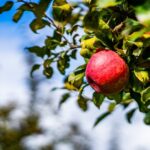 Финансируем чужие сады: фермер требует, чтобы Казахстан ввёл запрет на импорт яблок