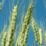 12 новых сортов озимой пшеницы испытывают аграрии на полях Жамбылской области