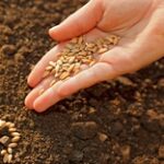 Проблемы с семенами могут возникнуть весной у аграриев – Иван Сауэр