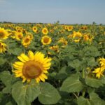 Актогайские фермеры сделали упор на масличные культуры