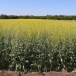 СҚО-да майлы дақылдар алқабы көбейеді