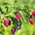 В Казахстане практически нет селекции плодово-ягодных культур для северных областей