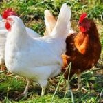 Аким СКО напомнил фермерам о риске заражения птичьим гриппом