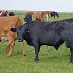 Что даст снятие запрета на экспорт крупного рогатого скота – Jibek Joly