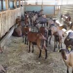 Фермерское дело успешно развивают жители ЗКО