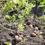 Картофель на 70 млн тенге пропадает в мёрзлой земле из-за спора между предпринимателями в Костанайской области