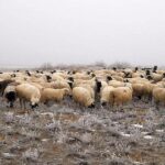 Собственный тип курдючных овец вывели в Атырауской области