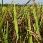 Новую технологию посева риса разработали учёные Кызылординского университета