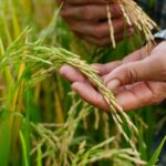 «Если мы будем сокращать и дальше посевы, казахстанцы будут покупать узбекский рис по 1000 тенге за килограмм» – эксперт