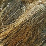 Возможности производства целлюлозы из рисовой соломы рассматривают в Кызылорде