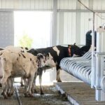 Роботизированная молочная ферма успешно работает в Туркестанской области