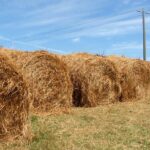 560 тысяч тонн сена заготовили животноводы Атырауской области