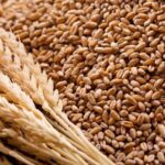 Аграрии Казахстана попросили продлить запрет на ввоз российской пшеницы
