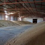 Около 50 тыс. тонн пшеницы не реализовали актюбинские фермеры в этом году