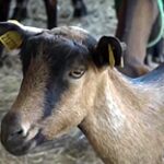 Поголовье альпийских коз планируют увеличить в Атырауской области