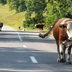 Более серьёзные штрафы за бесконтрольный выпас скота могут ввести в Казахстане