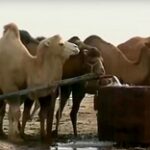 Аральский район бьёт рекорды по увеличению поголовья скота