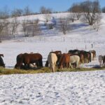 «Погибают прямо на пастбищах»: фермеры в Акмолинской области попросили ввести режим ЧС из-за лошадей