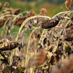 В Костанайской области завершилась уборка масличных культур